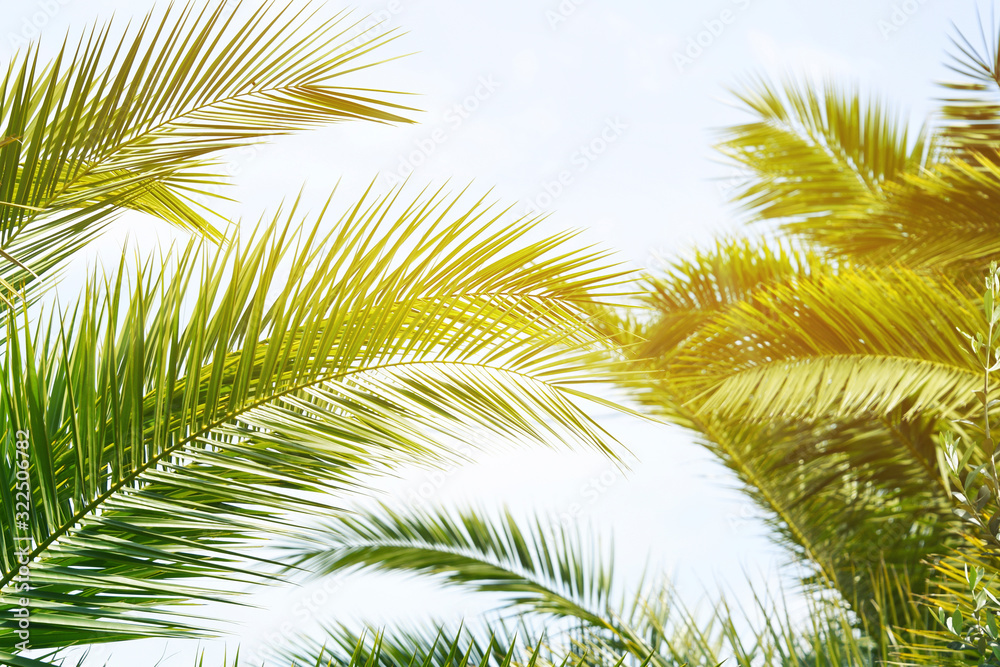 Fototapeta premium Palm background