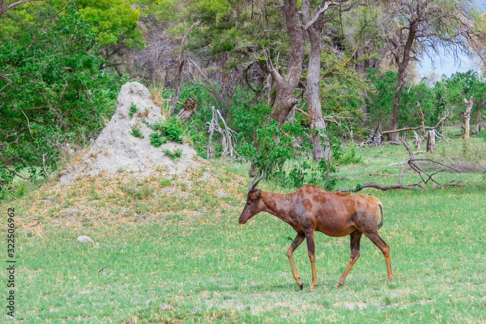 Antilope Antilope