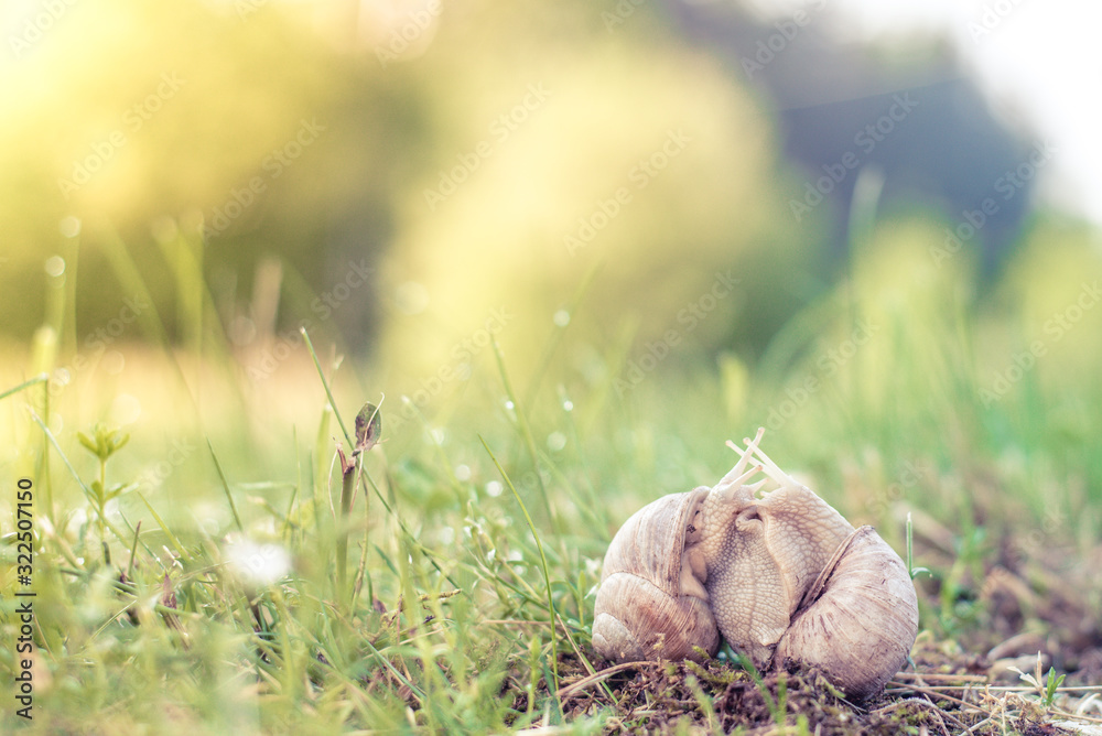 Fototapeta premium Two snails mating on a green field with backlight