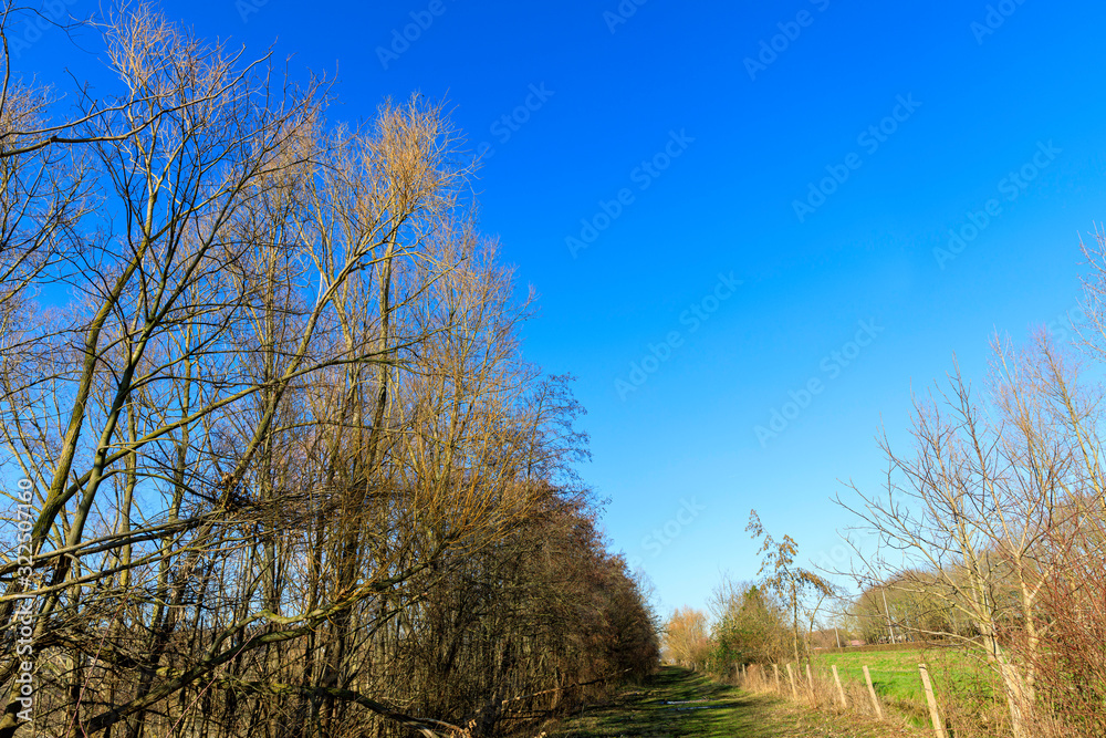 Un chemin entre arbres et clôtures Un chemin entre arbres et clôtures
