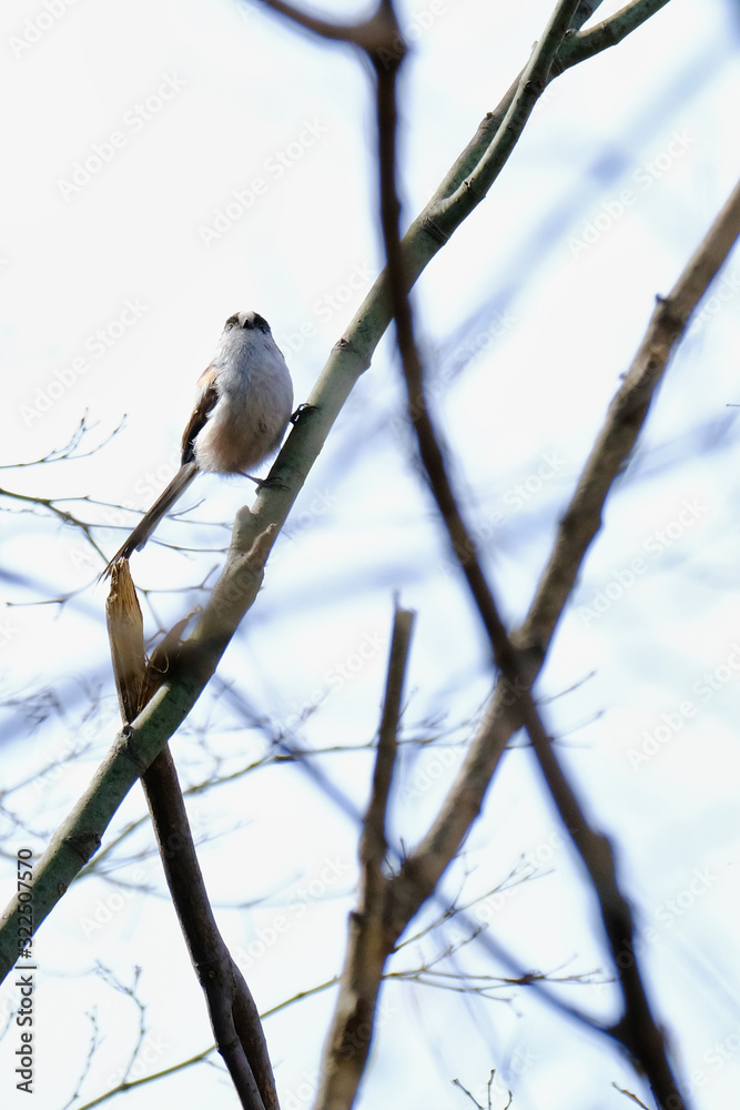 long tailed tit on branch long tailed tit on branch