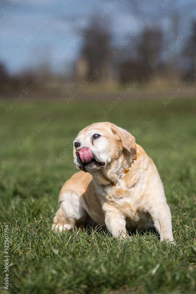 alter Labrador genießt Sonnenstrahlen alter Labrador genießt Sonnenstrahlen