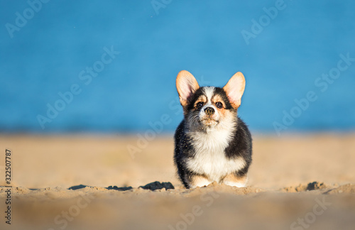 welsh corgi puppy runs along the sandy beach © Happy monkey
