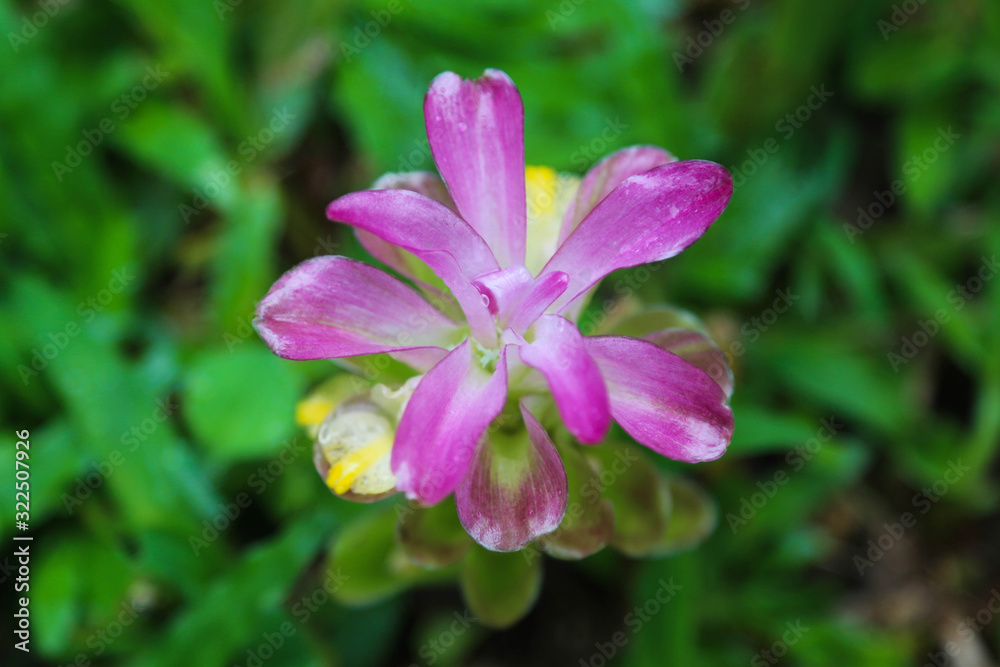 exotische tropische Blumen - Botanischer Garten exotische tropische Blumen - Botanischer Garten