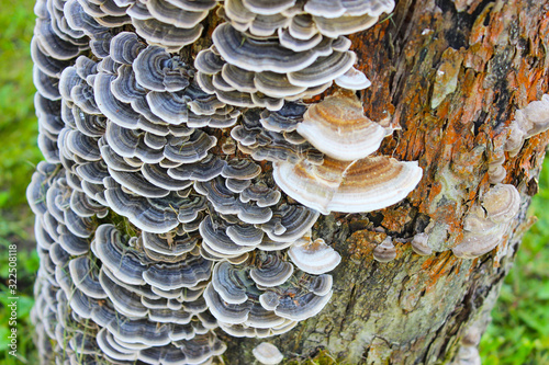 Trametes versicolor. Lots of tree mushrooms on the surface of the bark of a tree trunk.