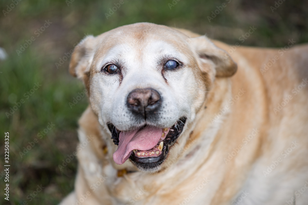 alter Labrador genießt Sonnenstrahlen alter Labrador genießt Sonnenstrahlen