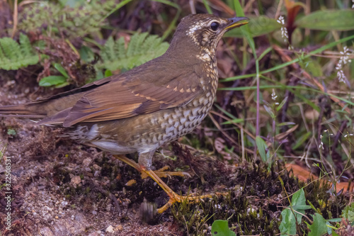 view of a beautiful bird in nature