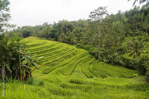 Reisanbau in Südost Asien