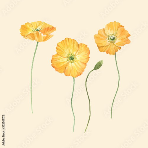 Beautiful vector set composition with watercolor yellow poppy flowers. Stock illustration.