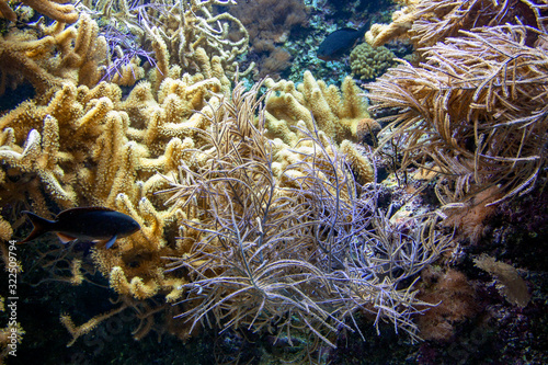 Fototapeta Naklejka Na Ścianę i Meble -  Massif corallien 