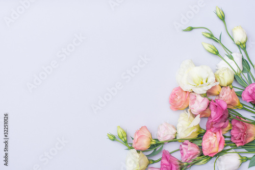Tender white and pink eustoma flowers on gray background, flat lay