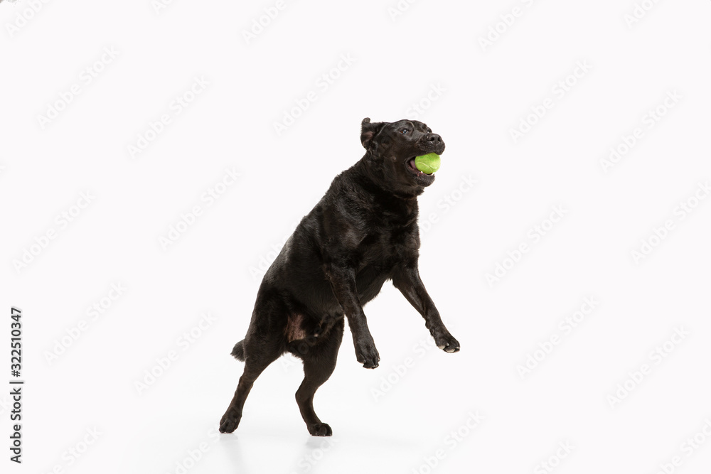 Get task. Black labrador retriever having fun. Cute playful dog or purebred pet looks playful and cute isolated on white background. Concept of motion, action, movement, dogs and pets love. Copyspace. Get task. Black labrador retriever having fun. Cute playful dog or purebred pet looks playful and cute isolated on white background. Concept of motion, action, movement, dogs and pets love. Copyspace.