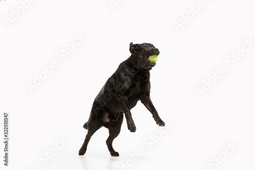 Fototapeta Naklejka Na Ścianę i Meble -  Get task. Black labrador retriever having fun. Cute playful dog or purebred pet looks playful and cute isolated on white background. Concept of motion, action, movement, dogs and pets love. Copyspace.