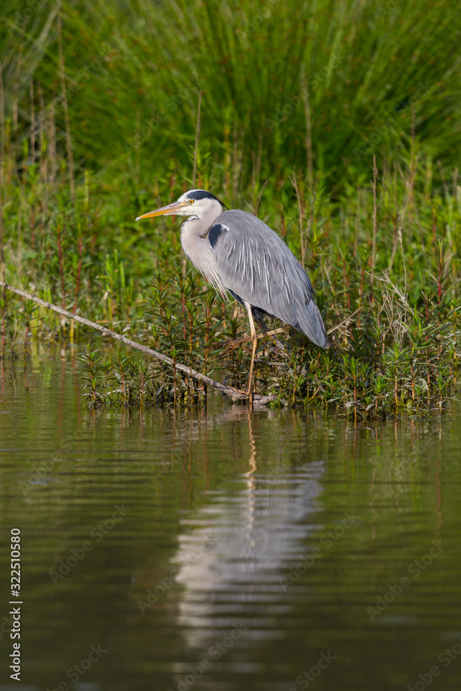 gray heron (ardea cinerea) standing on branch in water gray heron (ardea cinerea) standing on branch in water
