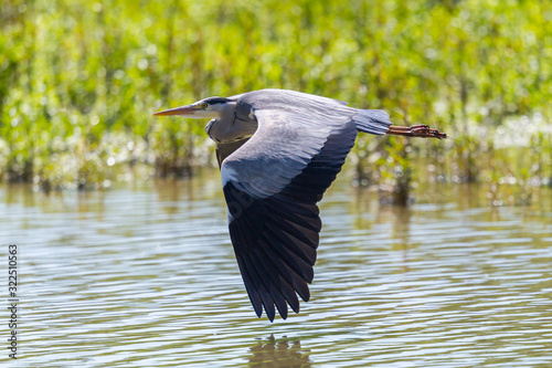 close-up flying gray heron (ardea cinerea) with open wings