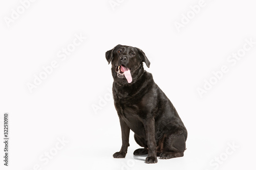 Funny. Black labrador retriever having fun. Cute playful dog or purebred pet looks playful and cute isolated on white background. Concept of motion, action, movement, dogs and pets love. Copyspace.