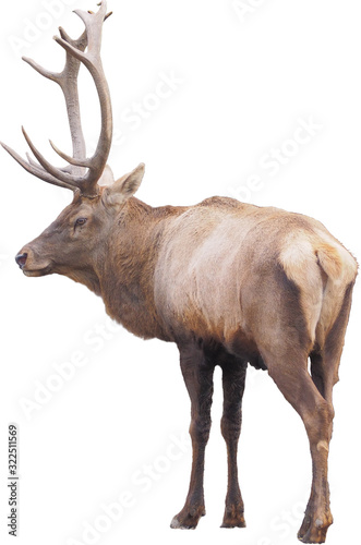 Obraz na płótnie Brown deer standing full size isolated at white background w salonie