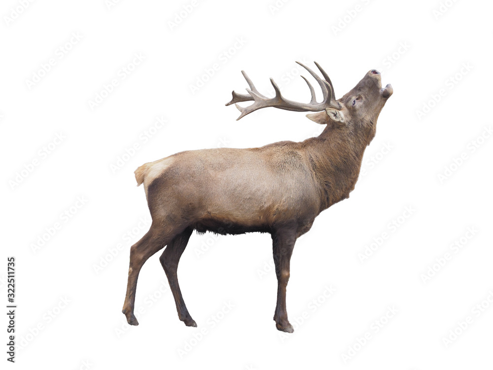 Brown deer standing full size isolated at white background