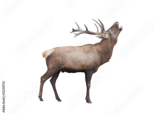 Obraz na płótnie Brown deer standing full size isolated at white background w salonie