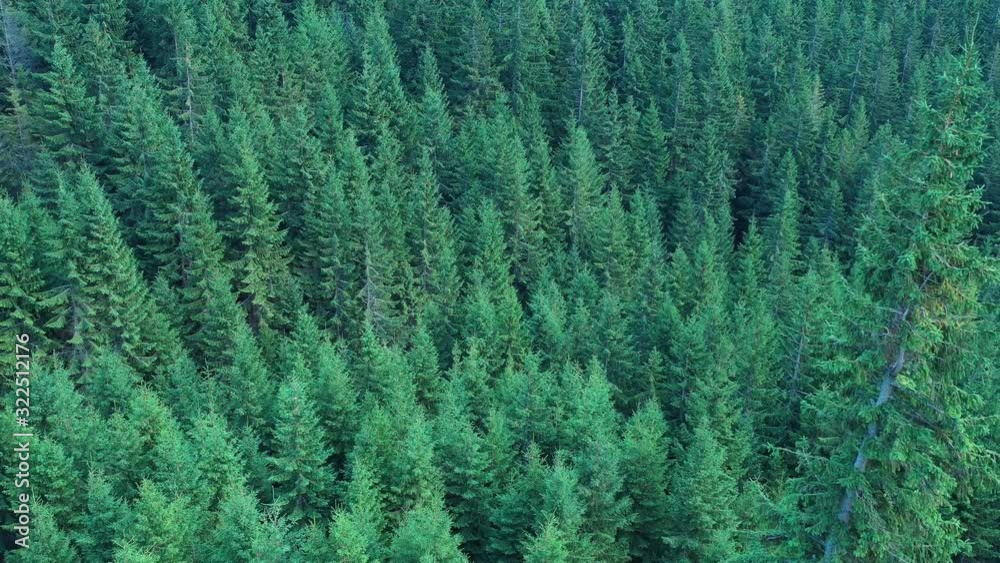 4k video of pine treetops seen from a drone 4k video of pine treetops seen from a drone
