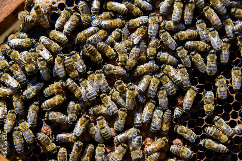 Roy bees on wax combs. Group of bees near a beehive. Bee honeycomb, Plank with honeycomb from the hive. Honey bee. Queen bee cocoon. Roy bees on wax combs. Group of bees near a beehive. Bee honeycomb, Plank with honeycomb from the hive. Honey bee. Queen bee cocoon.