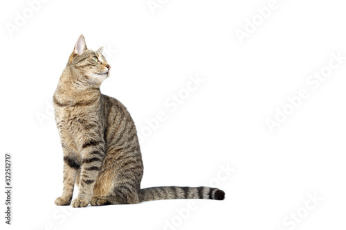 Foto Adult grey tabby cat sitting isolated on white background