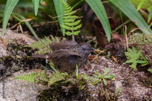 view of a beautiful bird in nature