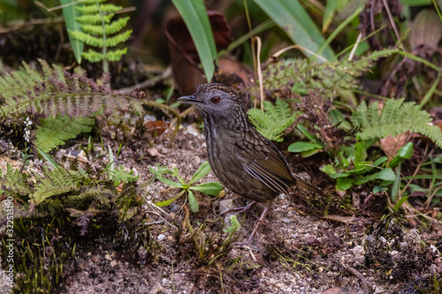 view of a beautiful bird in nature