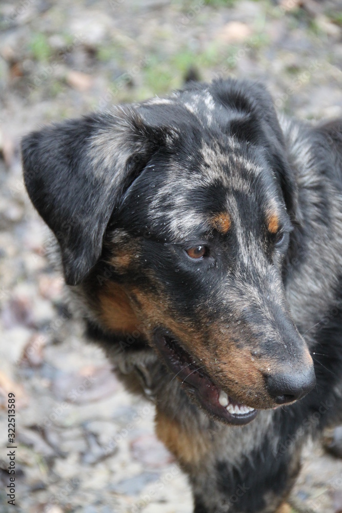 Beauce Harlequin color Shepherd Dog