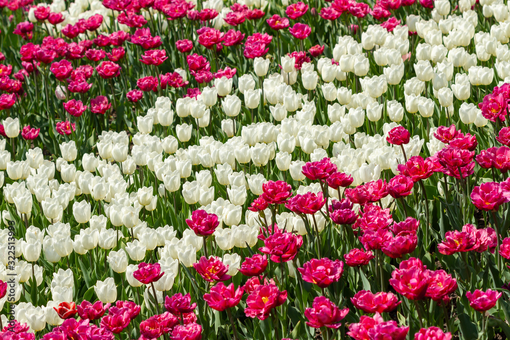 Flowerbed of white and pink tulips