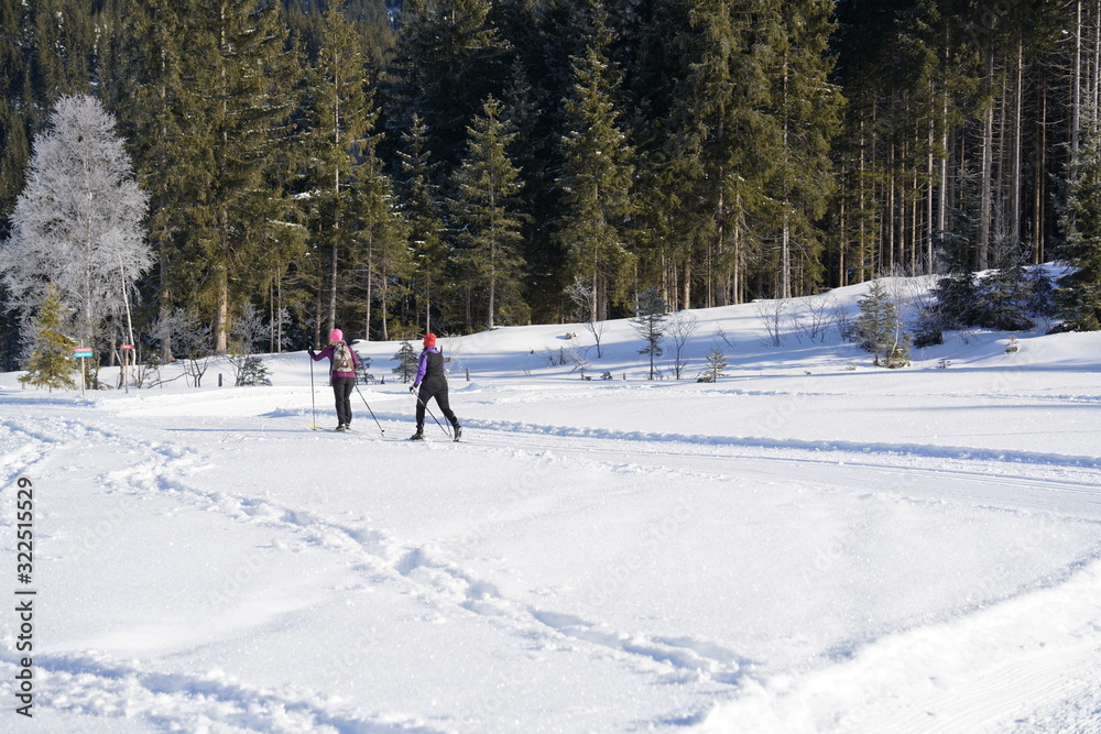 nordic skiing on the mountains in the forest on a sunny winter day