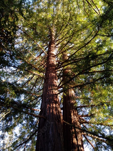 Séquoia toujours vert (Séquoia sempervirens) 4
