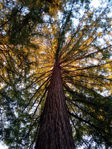 Séquoia toujours vert (Séquoia sempervirens) 5