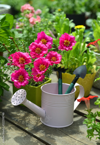 Pimk purslane flower in bloom, watering can with tools on garden patio vertical.