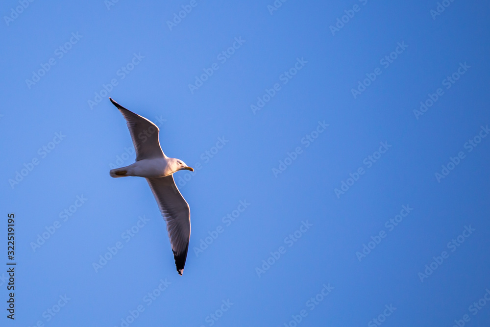 Obraz premium Seagull (Larus argentatus) flying on the blue sky