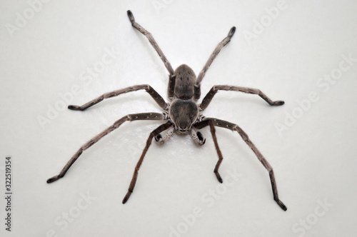 Foto Huntsman spider - Eusparassus sp  , Satara district , Maharashtra , India
