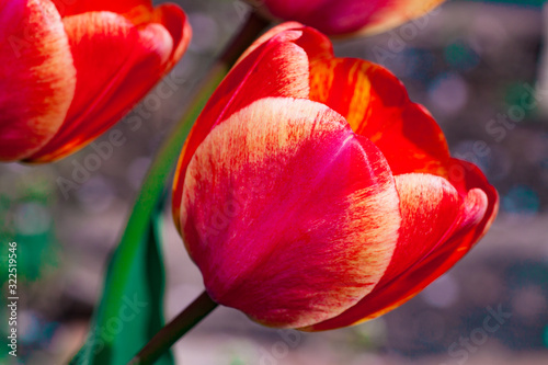 Beautiful bright red tulips in the photo with a blurred background and soft focus trick for greeting cards with flowers for the Easter holiday