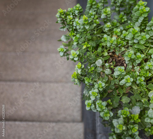 Decorative green tree branch over concrete wall, copy space