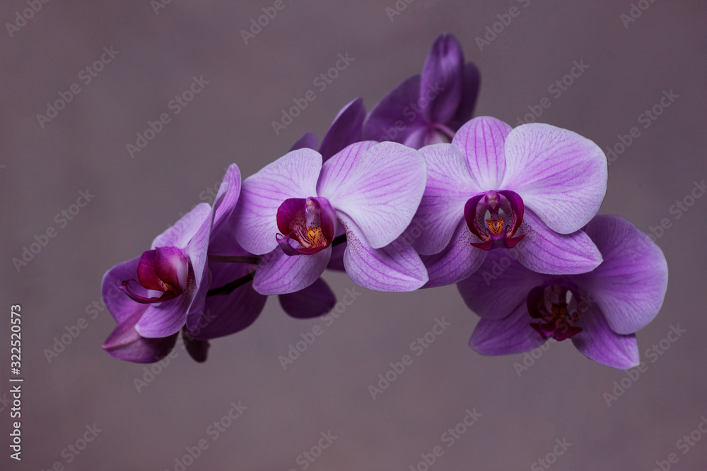 Obraz premium Purple phalaenopsis orchid flower, halyards, dendrobium on a pink background. Butterflies Orchids. Beautiful pink flowers close-up. Houseplants.