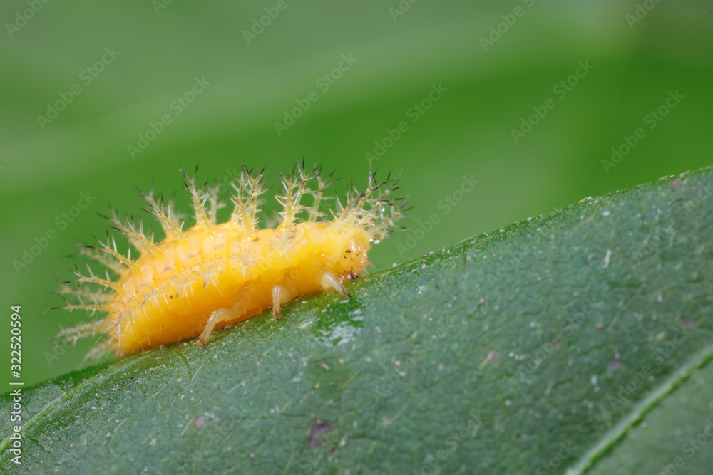 ladybugs larva on green leaves, North China ladybugs larva on green leaves, North China