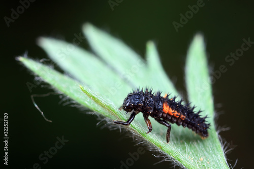 Ladybug larvae in natural state， north China