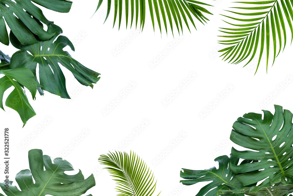 Fototapeta Urban Jungle The leaves of Monstera and Fern. The leaves