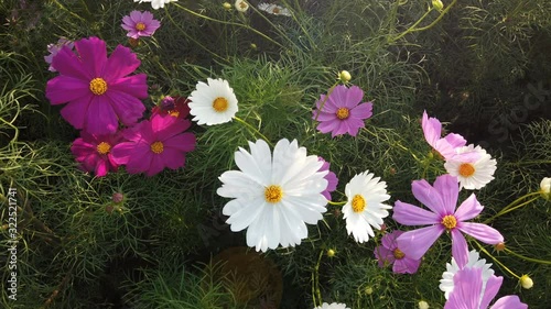 cosmos flower blooming in the green field