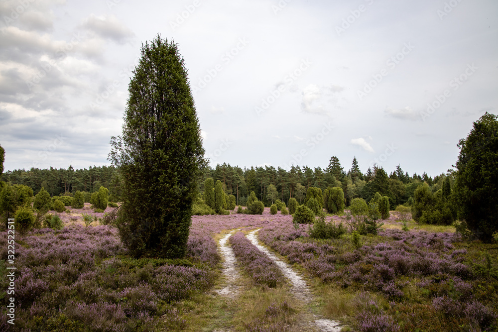 Obraz premium Lüneburger Heide, Heideblühte 