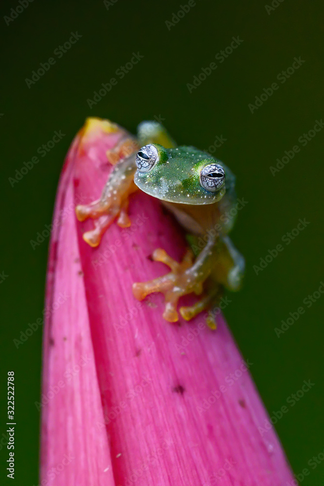 Obraz premium Teratohyla spinosa glass frog (spiny cochran frog) of the family of centrolenidae on a green leaf in the jungle of Costa Rica. Found in the jungle of Tortuguero national park.