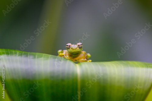 Teratohyla spinosa glass frog (spiny cochran frog) of the family of centrolenidae on a green leaf in the jungle of Costa Rica. Found in the jungle of Tortuguero national park.