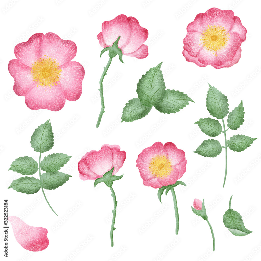 Hand drawn isolated wild rose flowers and rose hip elements. Rose hip illustration clipart. Wild roses flowers. Botanical illustration set.