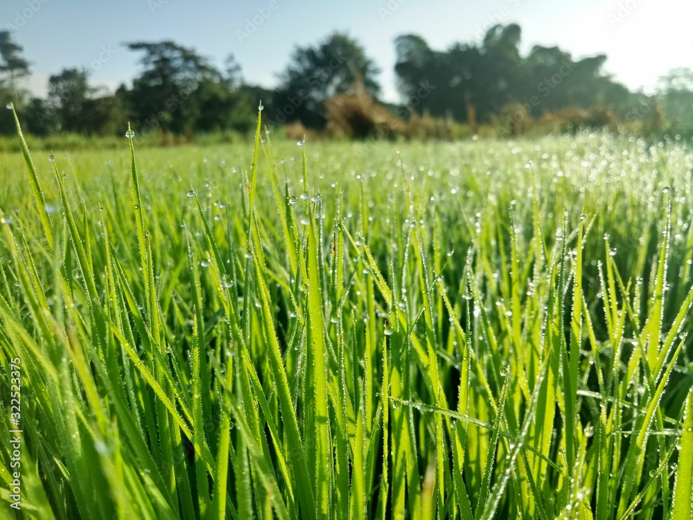 paddy crops in the morning with dew and very cold air illuminated by the morning sun paddy crops in the morning with dew and very cold air illuminated by the morning sun