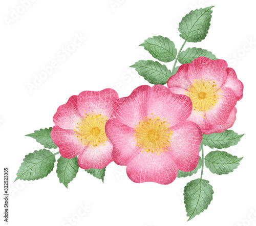 Hand drawn isolated wild rose flowers. Rose hip illustration clipart. Wild roses flowers. Botanical illustration. Floral arrangement. 