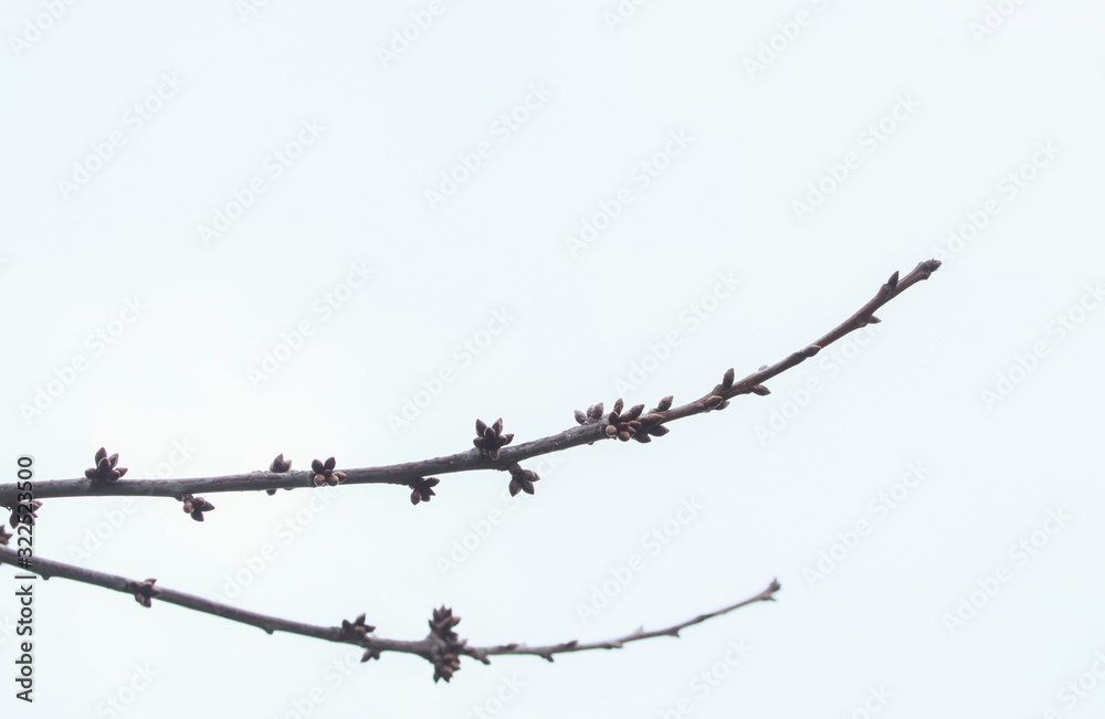 Branches of sweet cherry tree with buds. Branches of sweet cherry tree with buds.